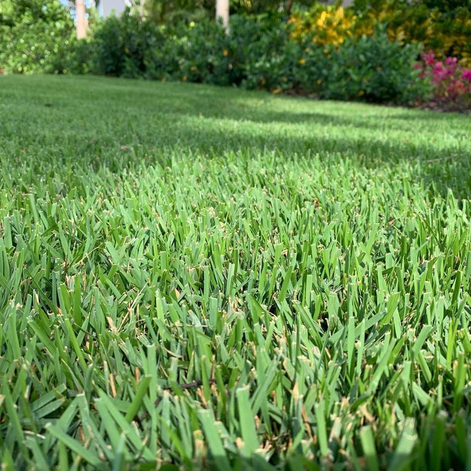 newly mowed lawn in warner robins